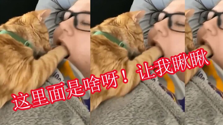 สัตว์น้อยไม่มีวันถูกชีวิตทำให้พ่ายแพ้! สัตว์น้อยบ่นพึมพำแล้วปิดวิดีโอไปเลย!