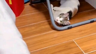 Membuka Chorizoraptor dalam sekejap./