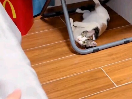 This one-second activation of the Spineback Dragon./