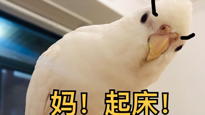 Woke up early by a bird and the owner snapped; after falling back asleep with the bird, they snapped