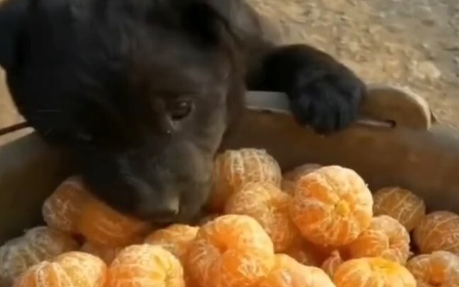 “Anjing kampung kecillah yang paling menggemaskan!”