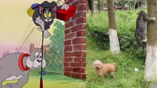 Seni berasal dari kehidupan, kucing dan tikus tidak menipu saya!