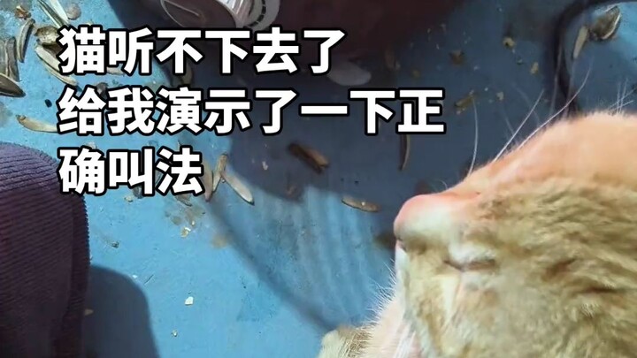 Meow’s a mistake, Mr. Cat takes care of it!