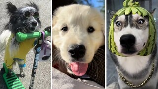 Funniest DOG Compilation on Youtube! 🐶 Cutest Dogs Ever! 🐶