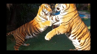 Tigers better play ruff away from the trees !