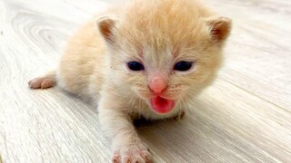 ลูกแมวเริ่มหัดเดินและแมวโดยไม่สนใจแม่แมวจนได้แม่ใหม่