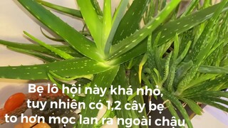 Hoa lô hội,cây nhà trồng _lần đầu thấy cây lô hội có hoa😍
