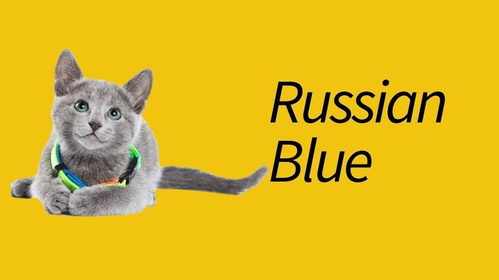 10 Fakta Kucing Russian Blue—kucing ELEGAN!