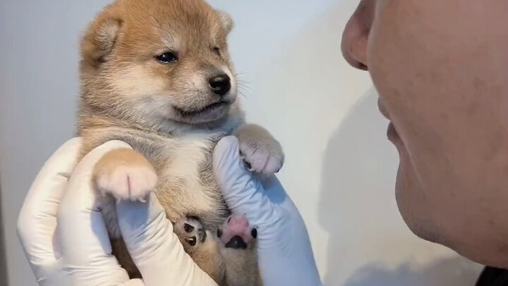 Fragrant little dog, one bite!