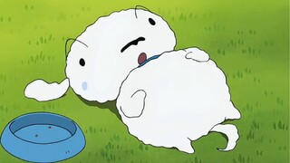 Crayon Shin-chan·Tập mới【Tiểu Bạch béo lên】