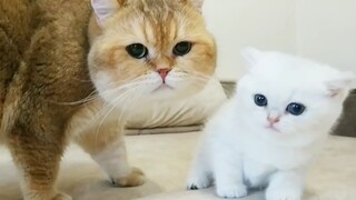 猫爸发现孩子和自己颜色不同时