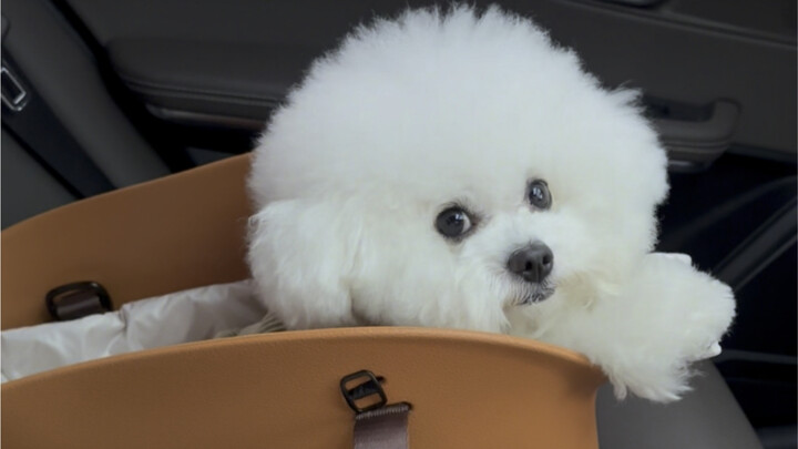 Got a little dog as a carpool passenger!