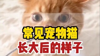 What Common Pet Cats Look Like When They Grow Up