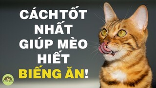 Tại sao mèo biếng ăn, lười ăn? - cách giúp mèo béo hơn  | DAYSPET
