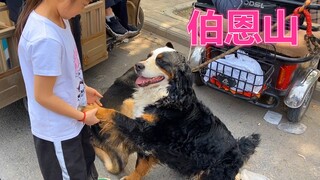 逛狗市两年，首次遇到稀有犬种伯恩山，黏人的模样真喜欢人，可爱