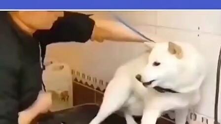 No animal can escape the “so good you can’t resist” rule.