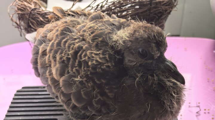 ماذا حدث خلال الأسبوع الذي وجدتُ فيه فرخ عصفور؟ (تم إطلاقه إلى البرية بعد إنقاذه)