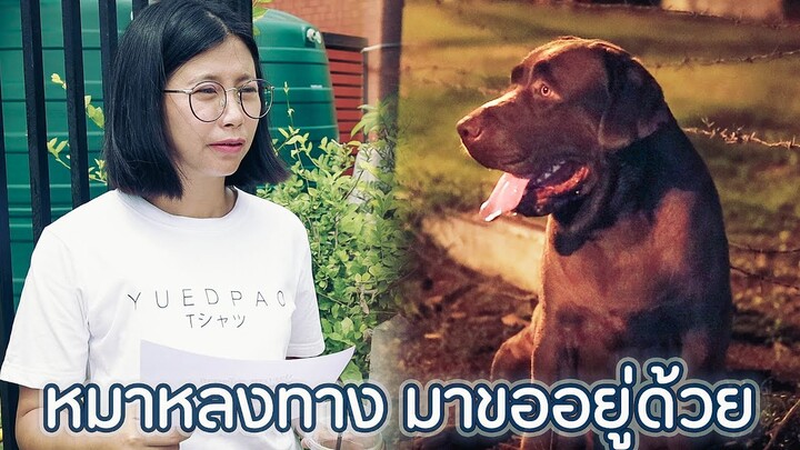 หมาหลงทางมาขออยู่ด้วย - หนังสั้น