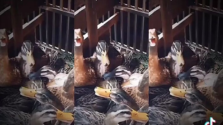 🥴🥴PAKEMON GEMES🥵