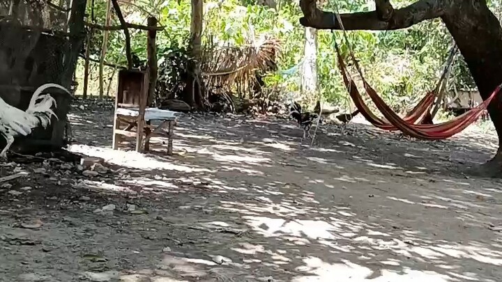 tambay sa manukan