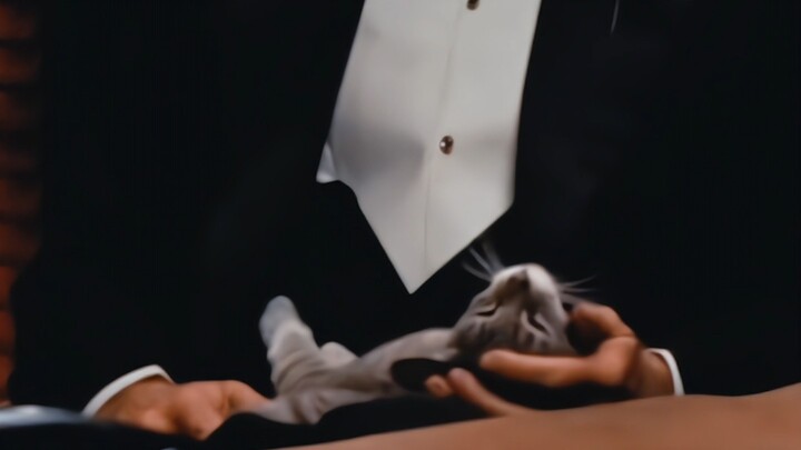 "Immersive experience: watching The Godfather while petting cats"