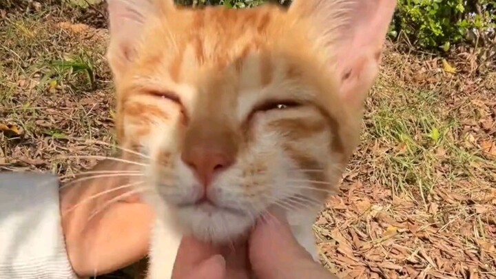 Cat: So annoying, seriously annoying.