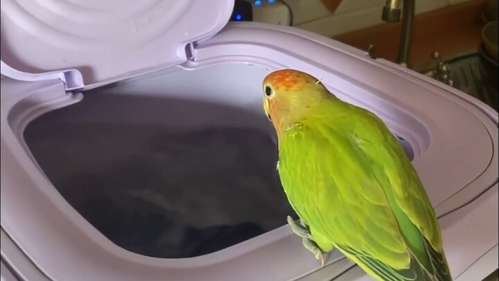 قوة جذب الدوامة، حتى الحيوانات الصغيرة تستطيع تحملها