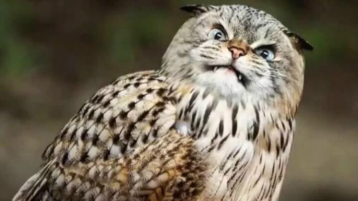 Proof that owls are cats has been found!