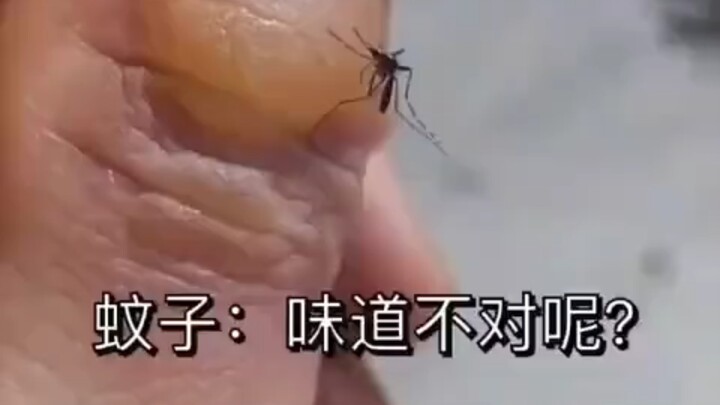 “Muỗi: Đừng khách sáo, uống đi!”