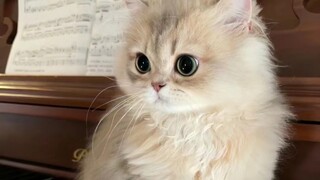 Jangan lupa cek salinan kucing konyol hari ini