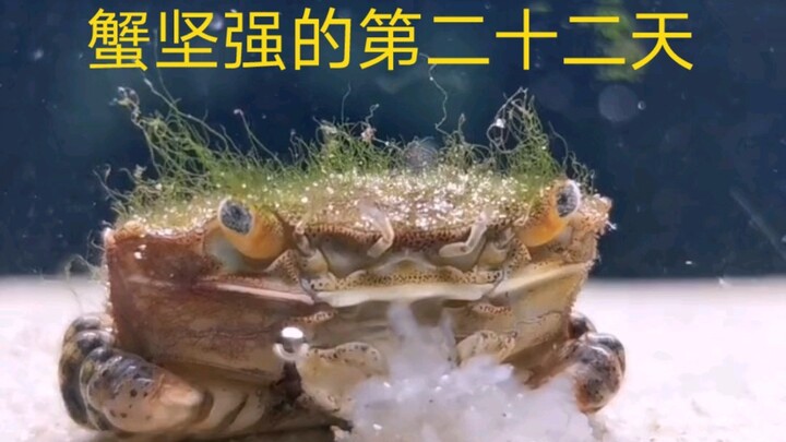 The Twenty-Second Day of Crab’s Perseverance