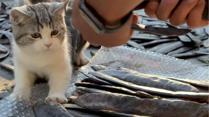 Cây xà phòng này ở nhà bố, tuy năm nay không bán được, nhưng chắc hẳn đã phát huy được công dụng tối