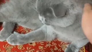 天天把自己的脸给睡扁