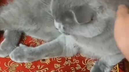 Sleeping on your face every day, flattening it.