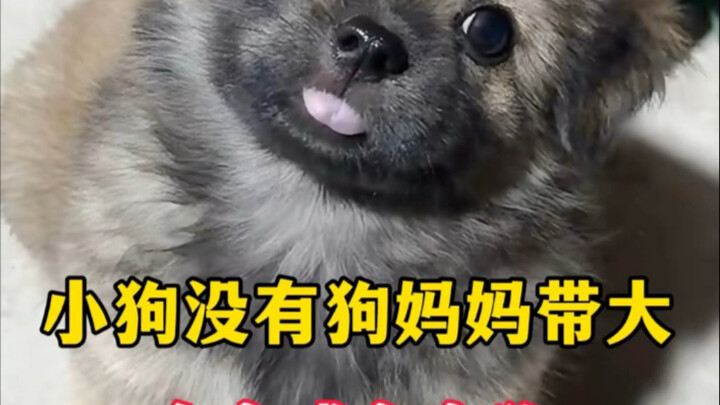 A puppy raised without its mom might grow up to be a “literally illiterate” dog.