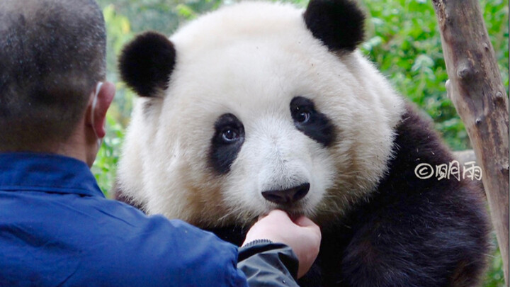 Hua Hua is very focused during PE class, and Grandpa even patted Hua Hua’s nose to praise her! [Gian