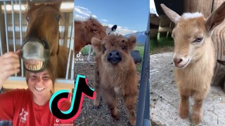 Cute and Funny Animal TikToks - Animal Side of Tiktok #6