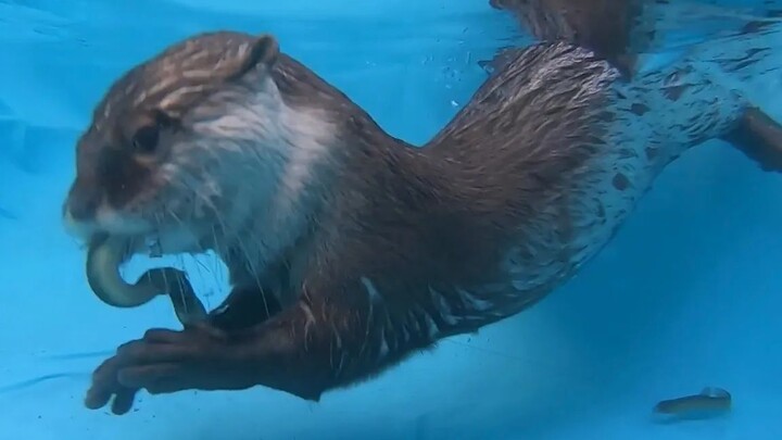 【นาก】ให้อาหารนากครั้งเดียวเต็มไปด้วยปลาไหลตัวเล็กๆ ทำเอาดีใจสุดๆ 【ซากุระน้อยและขนมเหนียว】