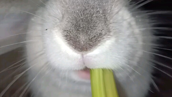 [Animals] Rabbit's Mukbang - Eating Celery