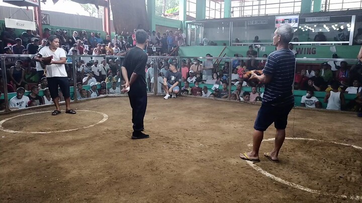 RDG Boston x hatch ....Sayang..