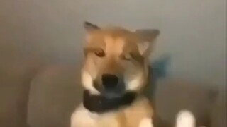 You think I don't understand, do you?