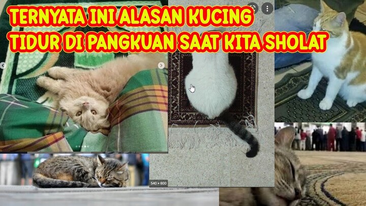 SUBHANALLAH !! TERNYATA INI ARTI KUCING TIDUR DIPANGKUAN SAAT KITA SHOLAT