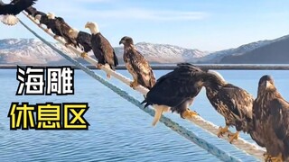 那些成群结队的动物们！