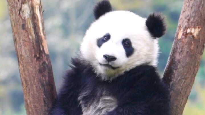 Gấu trúc khổng lồ Qianqian: Gì cơ? Ta đây là quốc bảo danh giá, sao lại có chân bốc mùi nhỉ?