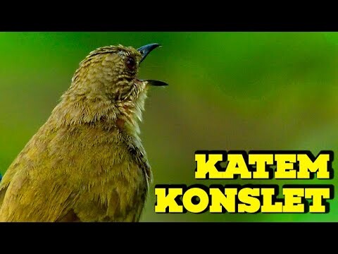 Pancingan AMPUH Burung Kapas Tembak Full NEMBAK PANAS #kapastembak #kapastembakgacor #katemgacor