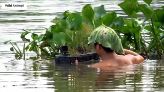 Lội Sông Bắn Cò _ Stork Hunting _ 6