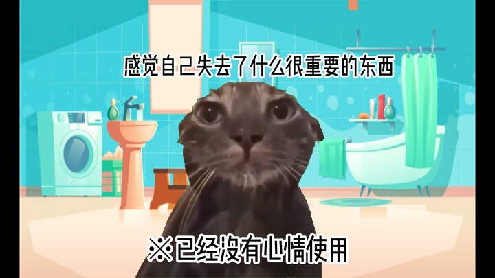 【Meme mèo】Về chuyện tôi dùng chiếc Feikun Bi đã qua sử dụng