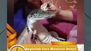 Cara Buaya Supaya Tersenyum