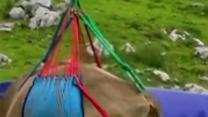 After the yellow cow got sick, was airlifted out for treatment, and came back, it’s been acting weir