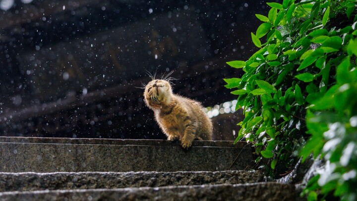 Khoảnh khắc quay mèo: Tiếng đàn cổ cầm rả rích dưới mưa, chú mèo hoang vụt chạy một cái đã lạc vào G